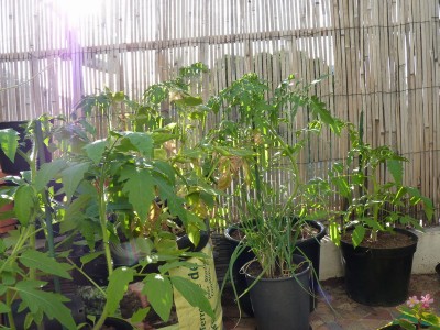 P1010960