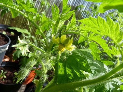 fleur de tomate de crimée