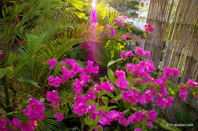 IMGP0271