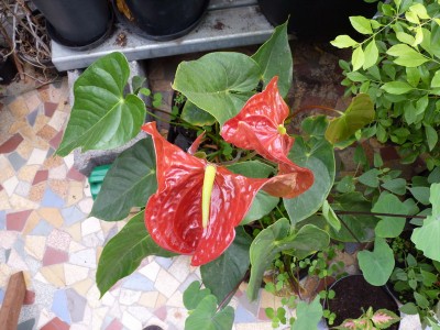 anthurium