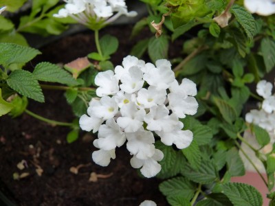 lantana blanche